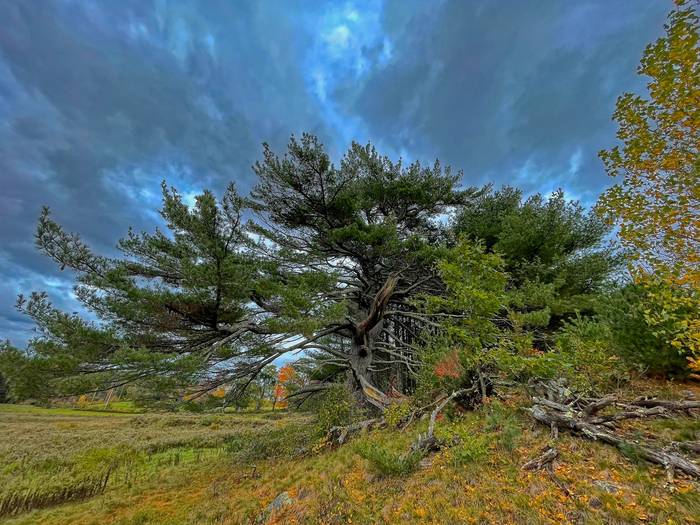 Durham Pine